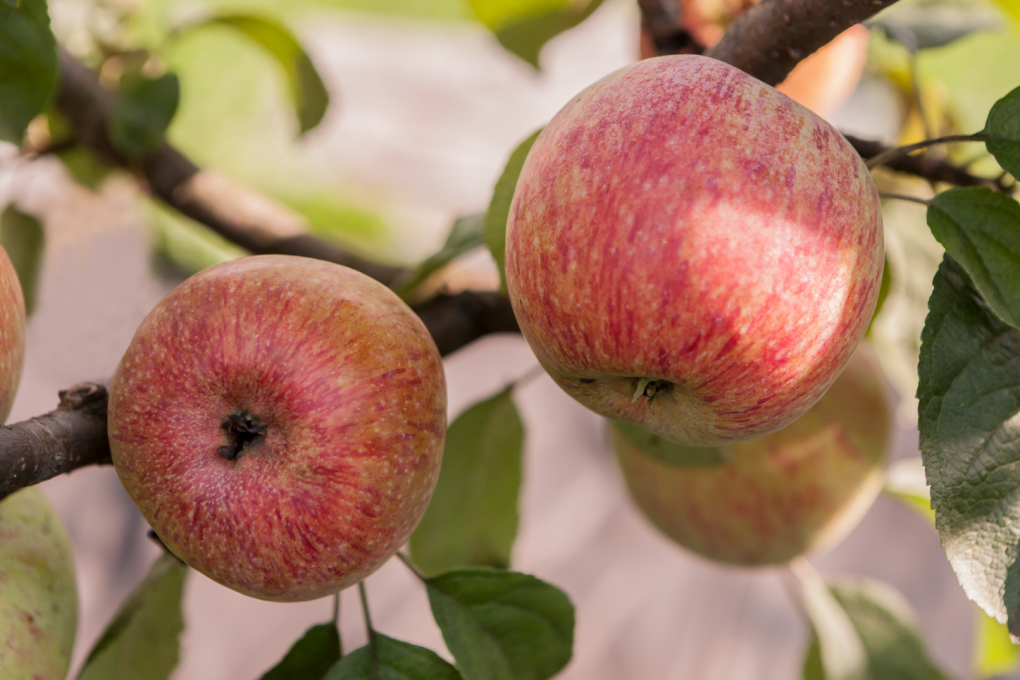 Сорт яблони десертное исаева фото и описание